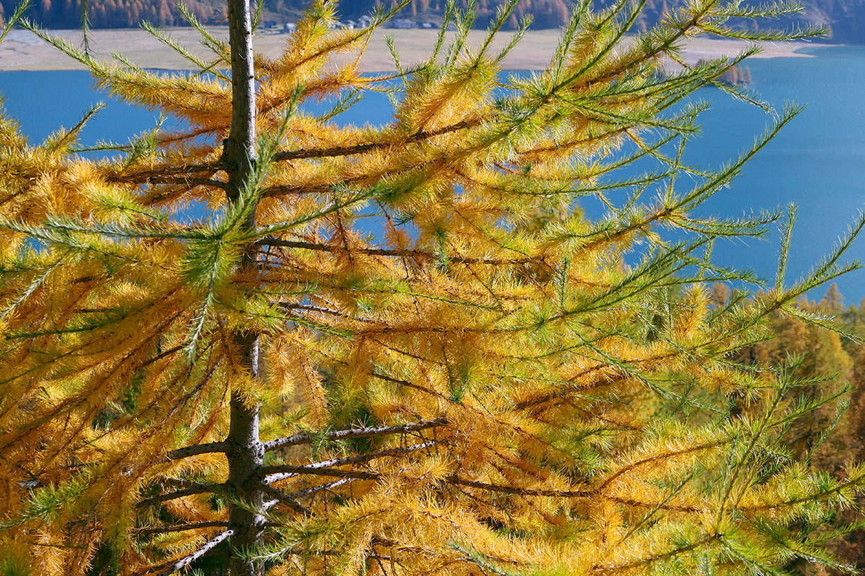 foliage engadina 005_hrjo